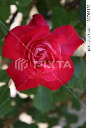 Beeffer's Rose Beeffer's Rose 93764191