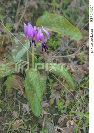 Katakuri Katakuri 93764194