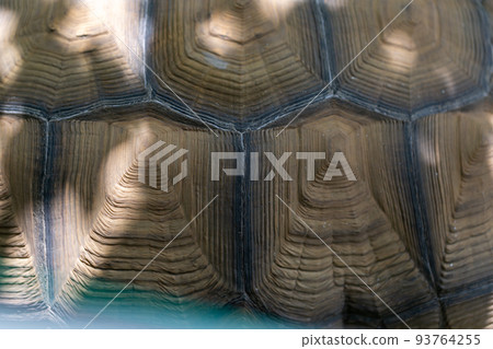 騎烏龜赫爾曼烏龜Rikugame 騎烏龜赫爾曼烏龜Rikugame 93764255