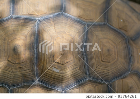 騎烏龜赫爾曼烏龜Rikugame 93764261