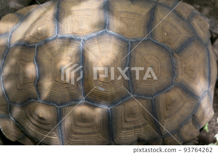 騎烏龜赫爾曼烏龜Rikugame 93764262