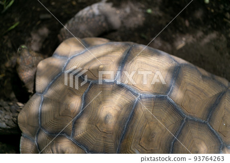 騎烏龜赫爾曼烏龜Rikugame 93764263