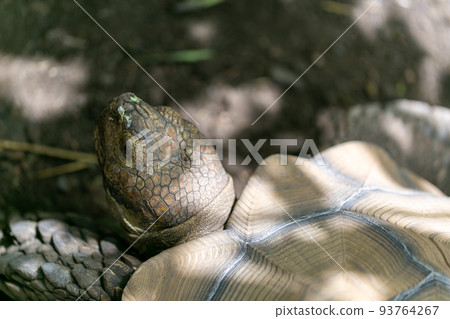 騎烏龜赫爾曼烏龜Rikugame 93764267