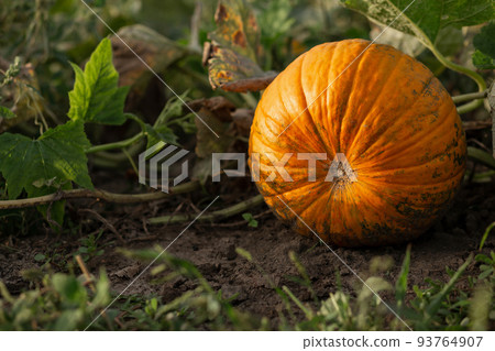 Pumpkin in the garden in the leaves. Agriculture, agronomy, industry 93764907
