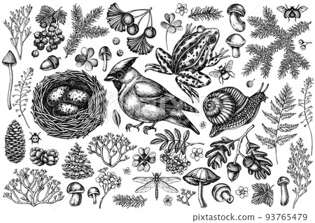 Mysterious forest vintage vector illustrations collection. Black and white waxwing, snail, nest, pool frog, moss, spruce branch, pine cones, mushrooms, insect, aspen mushroom, porcini, red currant Mysterious forest vintage vector illustrations collection. Black and white waxwing, snail, nest, pool frog, moss, spruce branch, pine cones, mushrooms, insect, aspen mushroom, porcini, red currant 93765479