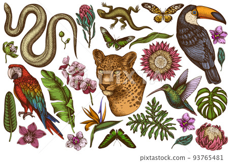 Tropical animals hand drawn vector illustrations collection. Colored leopard, snake, lizard, hummingbird, toucan, scarlet macaw, rajah brooke's birdwing, african giant swallowtail, monstera, banana Tropical animals hand drawn vector illustrations collection. Colored leopard, snake, lizard, hummingbird, toucan, scarlet macaw, rajah brooke's birdwing, african giant swallowtail, monstera, banana 93765481