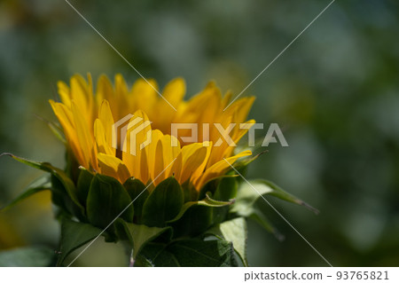 Sunflowers facing up and blooming Sunflowers facing up and blooming 93765821