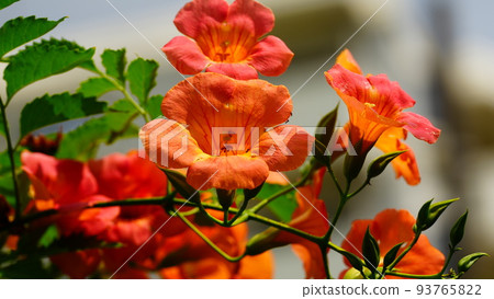 Tropical resort-style flowers blooming in Mukojima Hyakkaen Tropical resort-style flowers blooming in Mukojima Hyakkaen 93765822