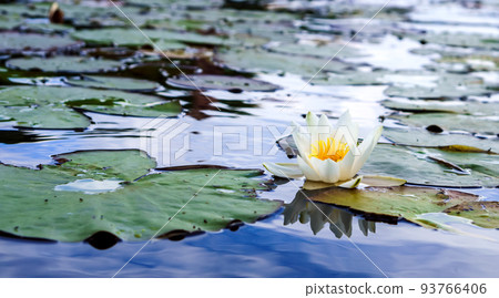 The white lily on the water. Lily flower in the lake. 93766406