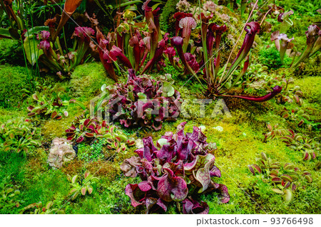Tropical forest with carnivorous plants 93766498