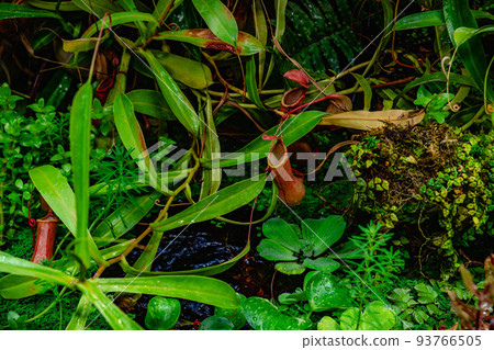 Tropical forest with carnivorous plants 93766505
