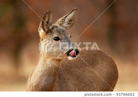 Roe deer licking in forest in autumn nature in close up Roe deer licking in forest in autumn nature in close up 93766602