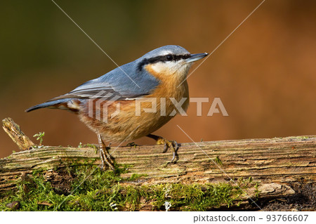 Eurasian nuthatch sitting on old tree in autumn nature Eurasian nuthatch sitting on old tree in autumn nature 93766607