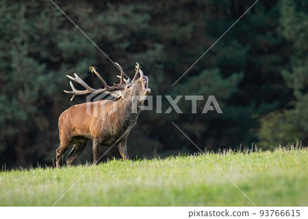Red deer bellowing on grassland in autumn with copy space Red deer bellowing on grassland in autumn with copy space 93766615