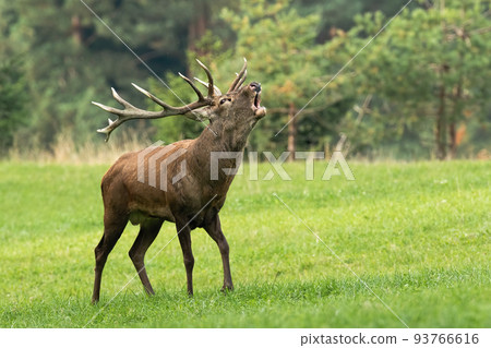 Red deer roaring on green meadow in autumn environment Red deer roaring on green meadow in autumn environment 93766616