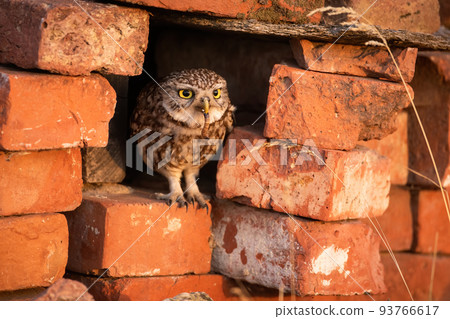 Little owl sitting in a hole inside brick wall and holding a worm in the beak. 93766617
