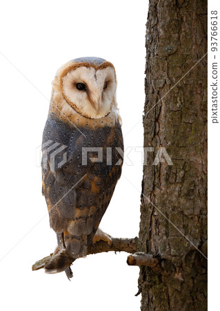 Barn owl resting on a branch by the tree and looking back over shoulder 93766618