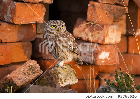 Little owl sitting on an orange brick near its nesting place inside a building. 93766620