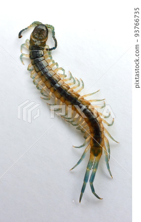 centipede child centipede child 93766735