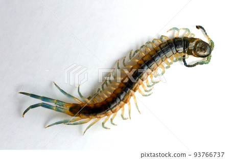 centipede kid on white background 93766737