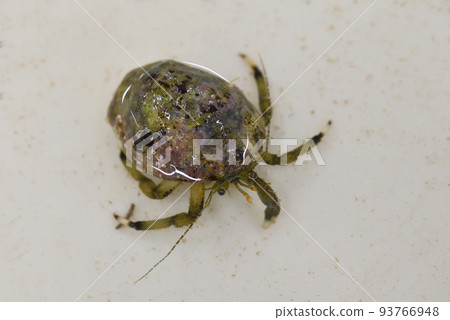 Hermit crab Hermit crab 93766948