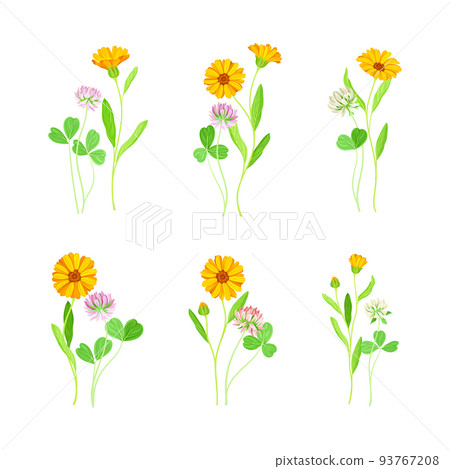 Calendula Plant with Orange Flower Head and Clover on Stem as Meadow Herb Vector Set Calendula Plant with Orange Flower Head and Clover on Stem as Meadow Herb Vector Set 93767208