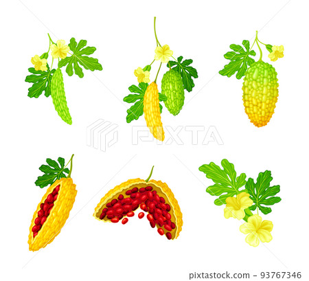 Momordica Charantia or Bitter Melon as Tropical Vine with Edible Fruit Vector Set Momordica Charantia or Bitter Melon as Tropical Vine with Edible Fruit Vector Set 93767346