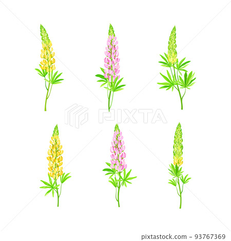 Lupin or Lupine Flowering Plant with Palmately Green Leaves and Dense Flower Whorl Vector Set Lupin or Lupine Flowering Plant with Palmately Green Leaves and Dense Flower Whorl Vector Set 93767369