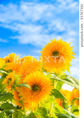 Summer blue sky and sunflower Summer blue sky and sunflower 93767392