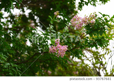 Crape myrtle flowers blooming in the park 93767681