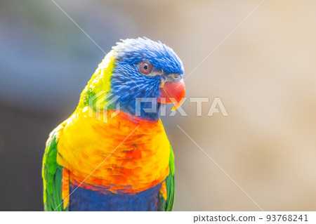 Rainbow Lorikeet - colourful parrot from Australia Rainbow Lorikeet - colourful parrot from Australia 93768241