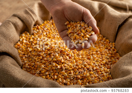 Caucasian male showing maize corns in his hands from over burlap sack 93768283