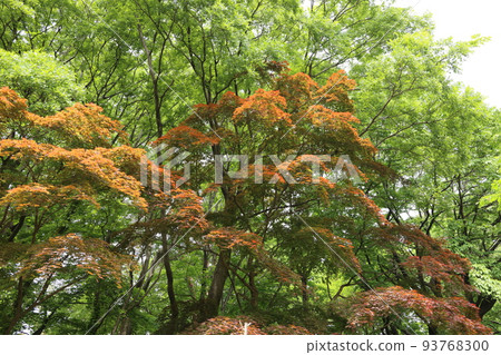 秋葉樹與森林公園的新鮮綠色混合 93768300