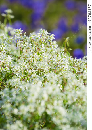 Euphorbia Diamond Frost 93768377