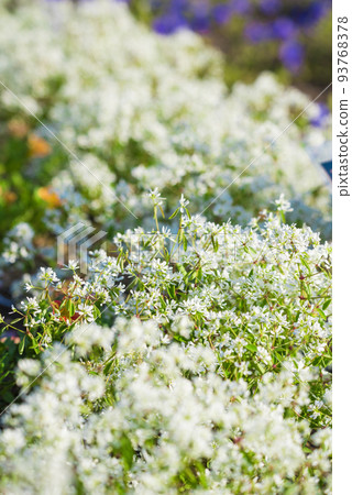 Euphorbia Diamond Frost 93768378