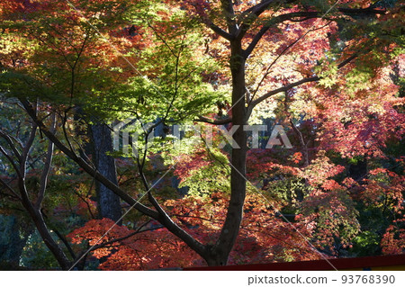 多摩湖水庫鳥山的紅葉 多摩湖水庫鳥山的紅葉 93768390