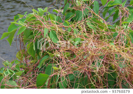 Nenashigara Nenashigara 93768879