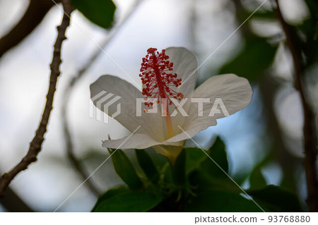 Tsurumi Ryokuchi Sakuya Konohanakan Hibiscus 93768880