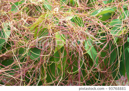 Nenashigara Nenashigara 93768881