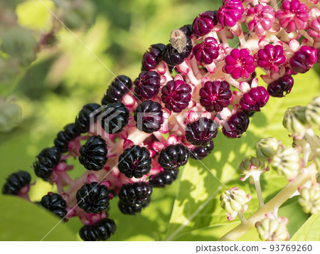 Phytolacca acinosa (Phytolaccaceae), close up. Traditional Chinese and Indian herb with medicinal uses 93769260