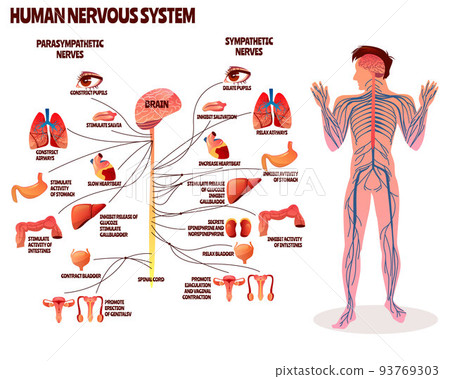 Human nervous system vector illustration Human nervous system vector illustration 93769303