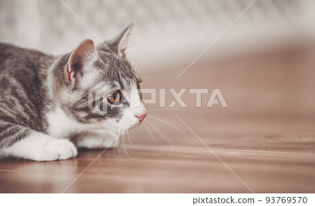 Little striped kitten hunting in the apartment Little striped kitten hunting in the apartment 93769570