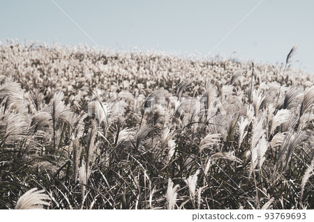 reed landscape in Sangumburi, Jeju Island, South Korea 93769693