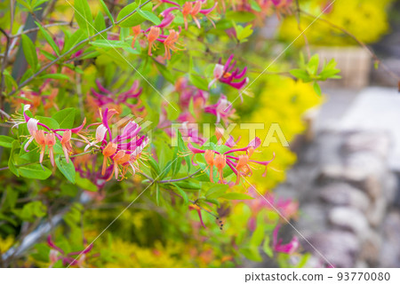 忍冬紅花 93770080