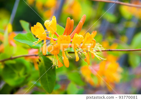 忍冬黃色花 93770081