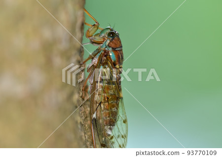 Hiragashi Hiragashi 93770109