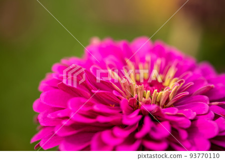 #Dahlia ♯ flower ♯ tenjiku button ♯ macro photography ♯ pink ♯ pink dahlia ♯ pink dahlia ♯ pink #Dahlia ♯ flower ♯ tenjiku button ♯ macro photography ♯ pink ♯ pink dahlia ♯ pink dahlia ♯ pink 93770110