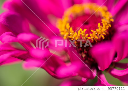 #Dahlia ♯ flower ♯ tenjiku button ♯ macro photography ♯ pink ♯ pink dahlia ♯ pink dahlia ♯ pink #Dahlia ♯ flower ♯ tenjiku button ♯ macro photography ♯ pink ♯ pink dahlia ♯ pink dahlia ♯ pink 93770111