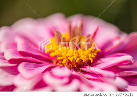 #Dahlia ♯ flower ♯ tenjiku button ♯ macro photography ♯ pink ♯ pink dahlia ♯ pink dahlia ♯ pink 93770112
