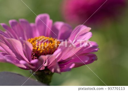 #Dahlia ♯ flower ♯ tenjiku button ♯ macro photography ♯ pink ♯ pink dahlia ♯ pink dahlia ♯ pink 93770113